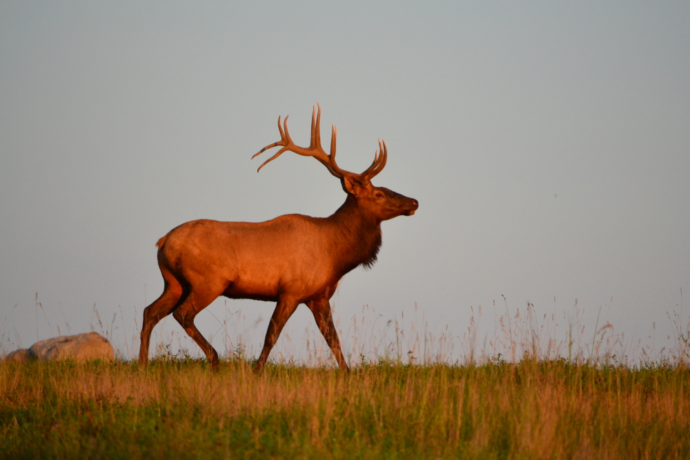 Kentucky Department of Fish and Wildlife 8008581549